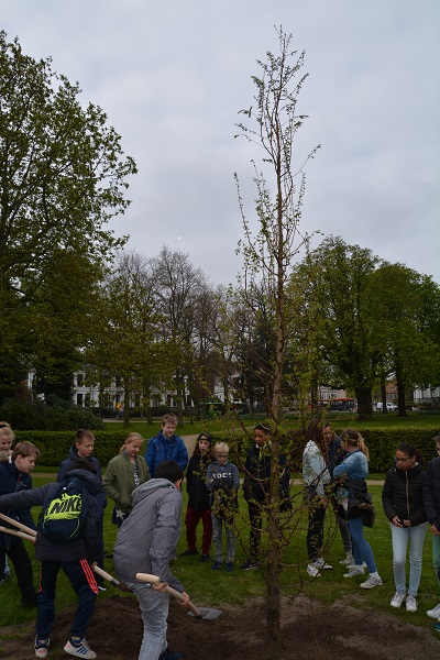 Hannie Schaftboom 21 april 2017 geplant door leerlingen van de Hannie Schaftschool te Haarlem